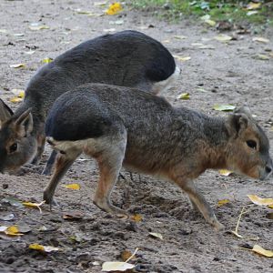 Patagonian cavys
