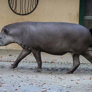 Lowland tapir