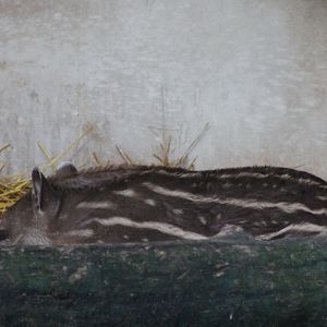 Lowland tapir-calf - Hidding