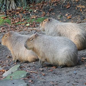 Capybaras