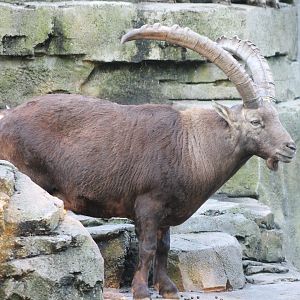 Alpine ibex