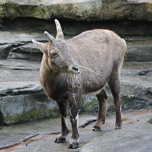 Alpine ibex