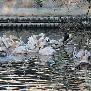 Pelicans and cormorants