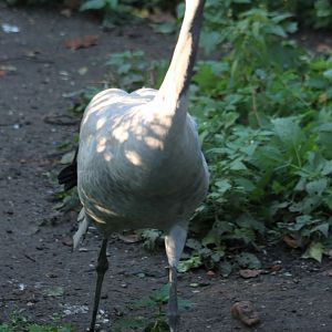 European crane