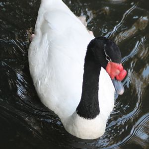 Black-necked swan