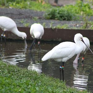 Eurasian spoonbills
