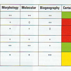 leopard cat taxonomy