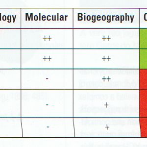 leopard cat taxonomy