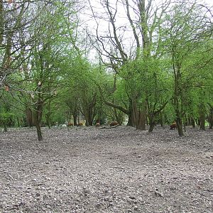 Red River Hog exhibit