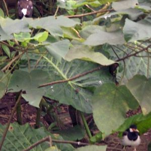 Asian Pied Starling (Sturnus contra)