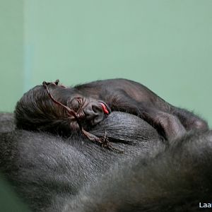 Youngster of Tamani, born yesterday