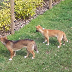 New Guinea Singing Dogs