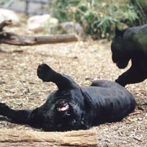 black jags at RPZ, April 09