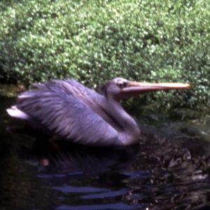 Pink-backed Pelican (Pelecanus rufescens)