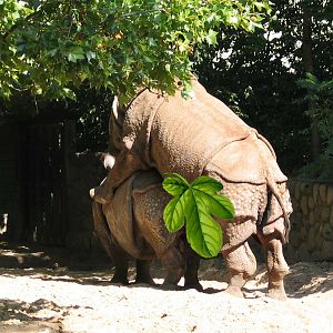 Indian rhinos copulation censored.
