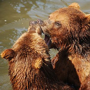 Siberian brown bears in "Alaska"