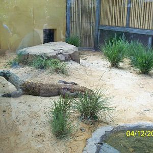 Komodo Dragon