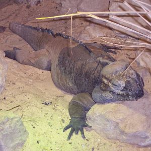Rhino Iguana