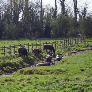 Water Buffalo