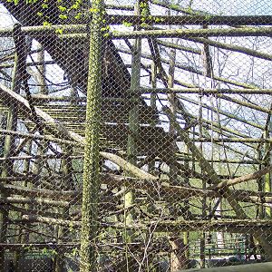 Diana Monkey Enclosure