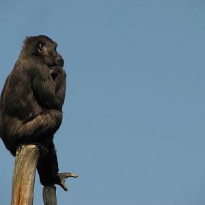 Shinda at Dvur Kralove