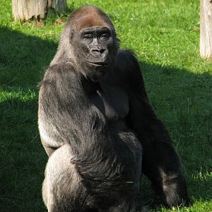 Tadao at Dvur Kralove