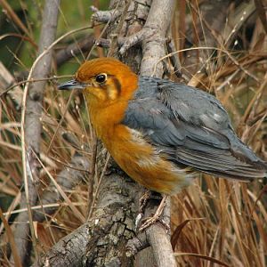 Orange headed ground thrush at Prague zoo