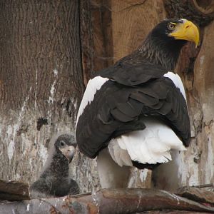 Stellers' sea-eagle at Prague zoo