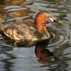 Little grebe at Prague zoo