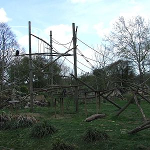 Lion-tailed Macaque open-topped enclosure