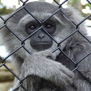 Javan (or Silvery or Moloch) Gibbon