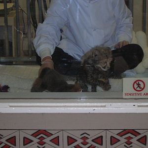 Baby Cheetah 4-10-09