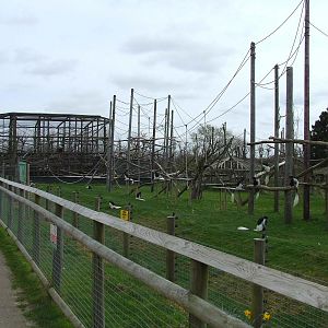 Kikuyu black-and-white Colobus and Gelada mixed exhibit