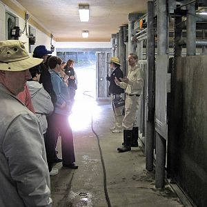 Hippopotamus, Heart of Africa Exhibit