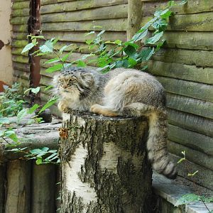 Ostrava Zoo - June 2008