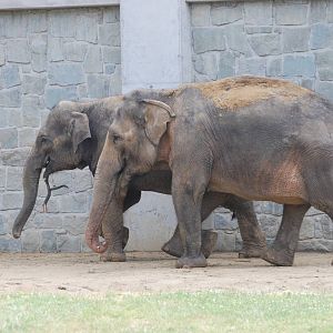 Ostrava Zoo - June 2008