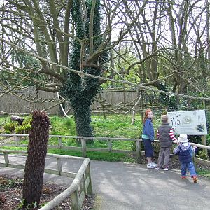Walk-through Black-and-white Ruffed Lemur enclosure