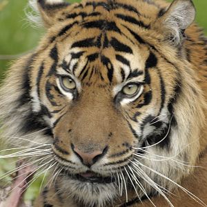 Sumatran tigress