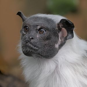 Pied Tamarin