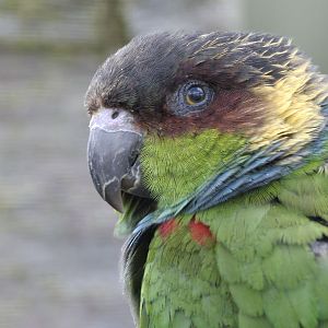 Blue throated conure