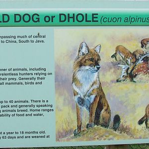 Information table, Dhole