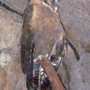 Brown Wood-owl (Strix leptogrammica)