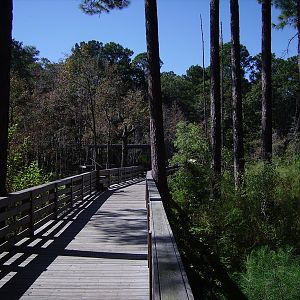 Boardwalk to Alligator Swamp