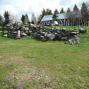 Bighorn Sheep Exhibit