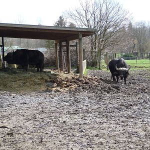 Buffalo Exhibit