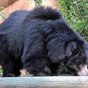 Sloth Bear