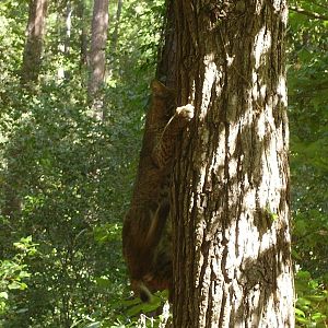 Bobcat descending tree