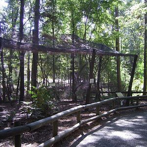 Colobus Monkey Enclosure