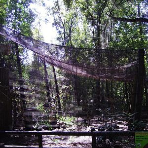 Colobus Monkey Enclosure