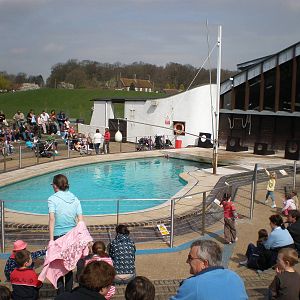 The Dolphinarium (Sea Lion Show)